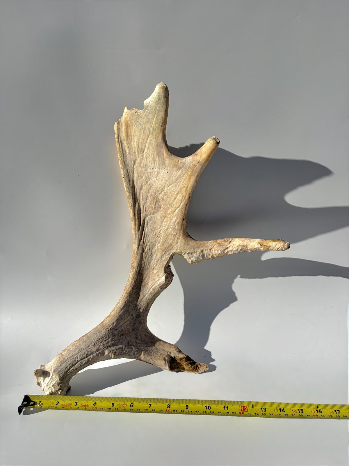 Heavily Chew-damaged Moose Antler. For crafting, decor and more