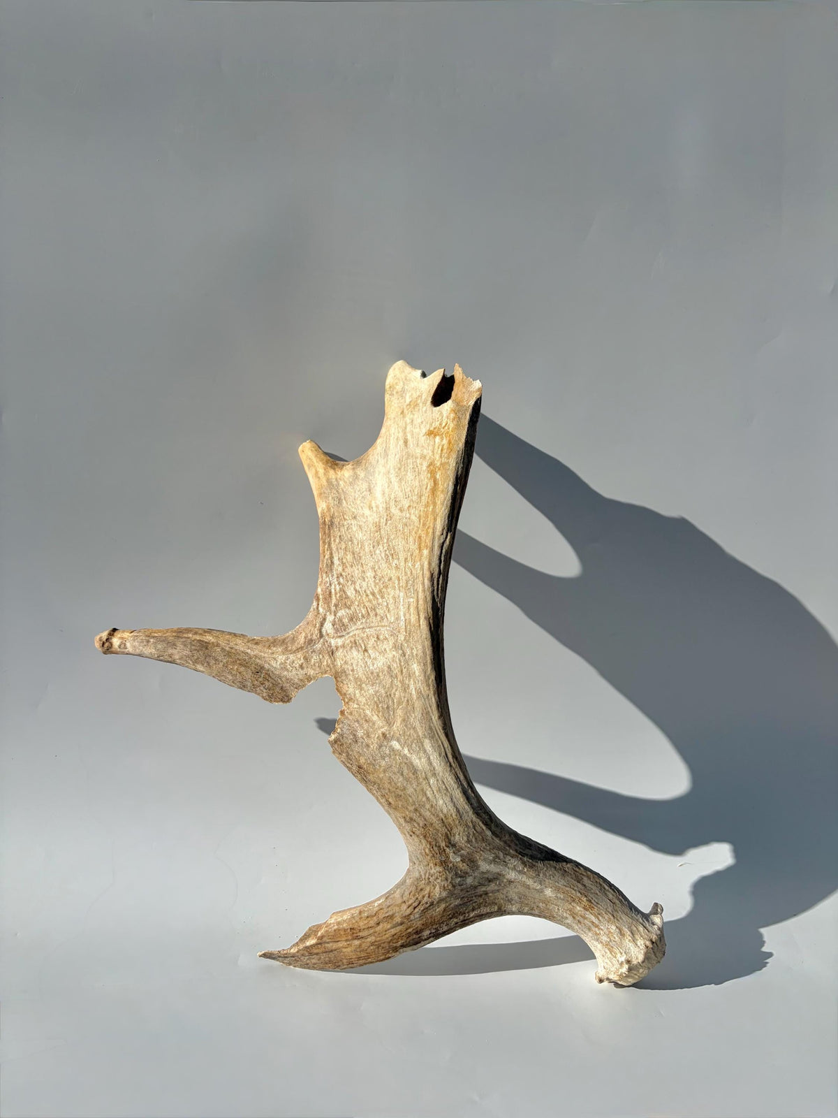 Heavily Chew-damaged Moose Antler. For crafting, decor and more