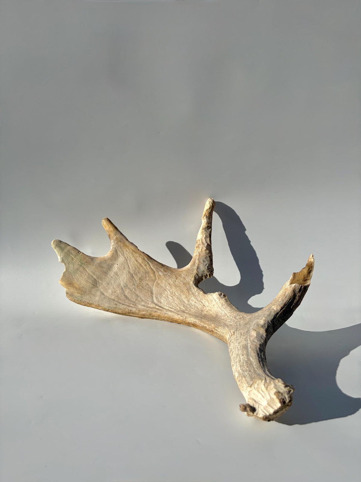 Heavily Chew-damaged Moose Antler. For crafting, decor and more