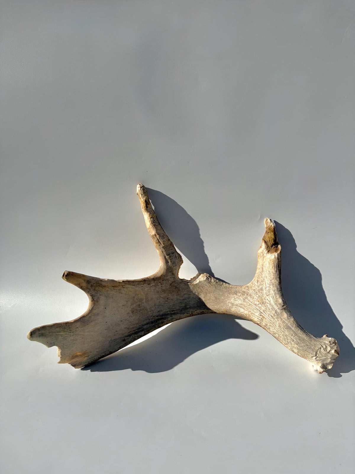 Heavily Chew-damaged Moose Antler. For crafting, decor and more
