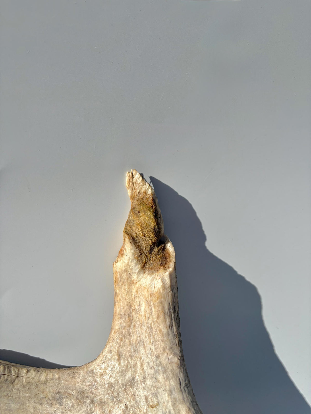 Heavily Chew-damaged Moose Antler. For crafting, decor and more