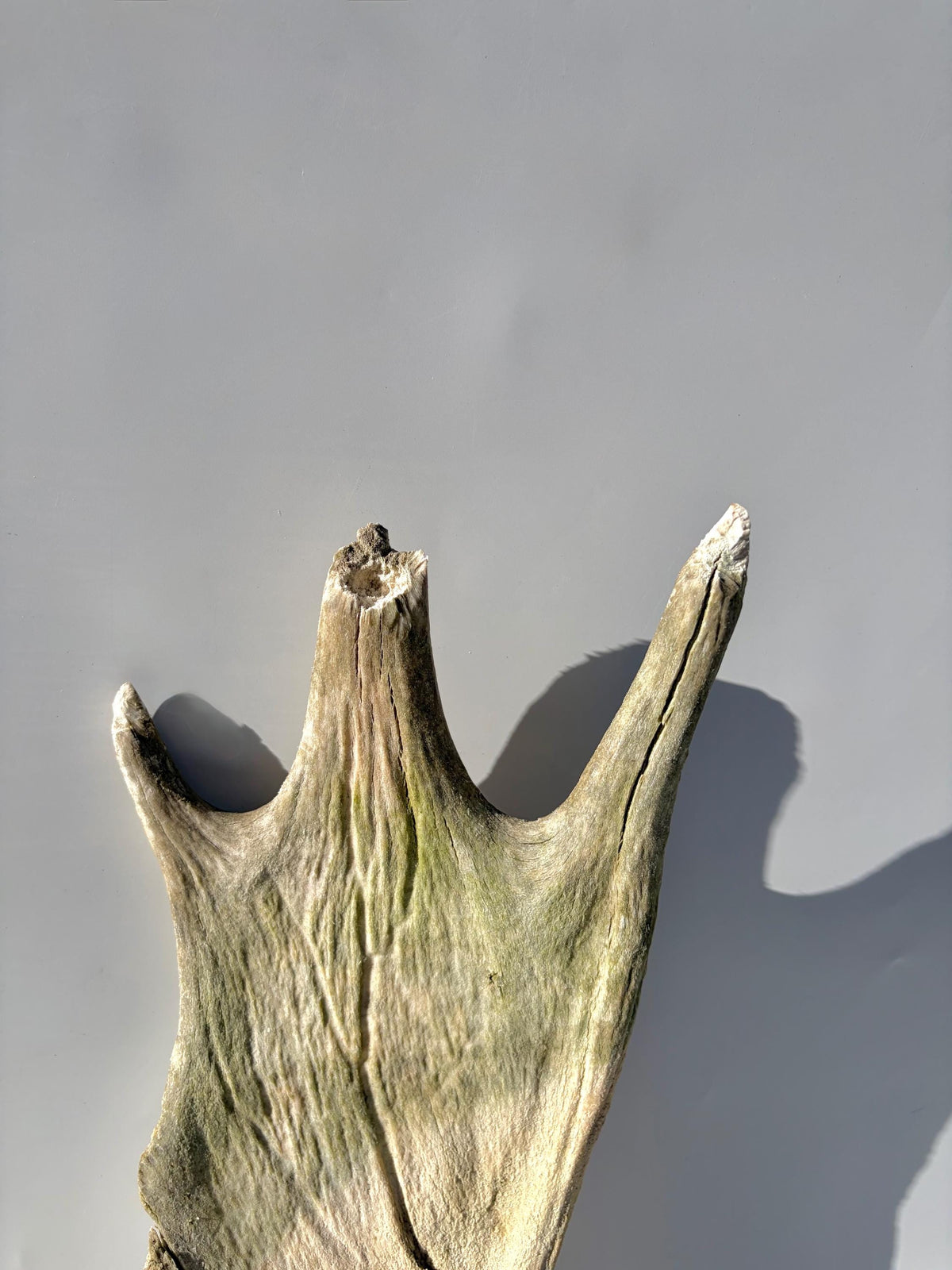 Older Moose Antler. For crafting, decor and more