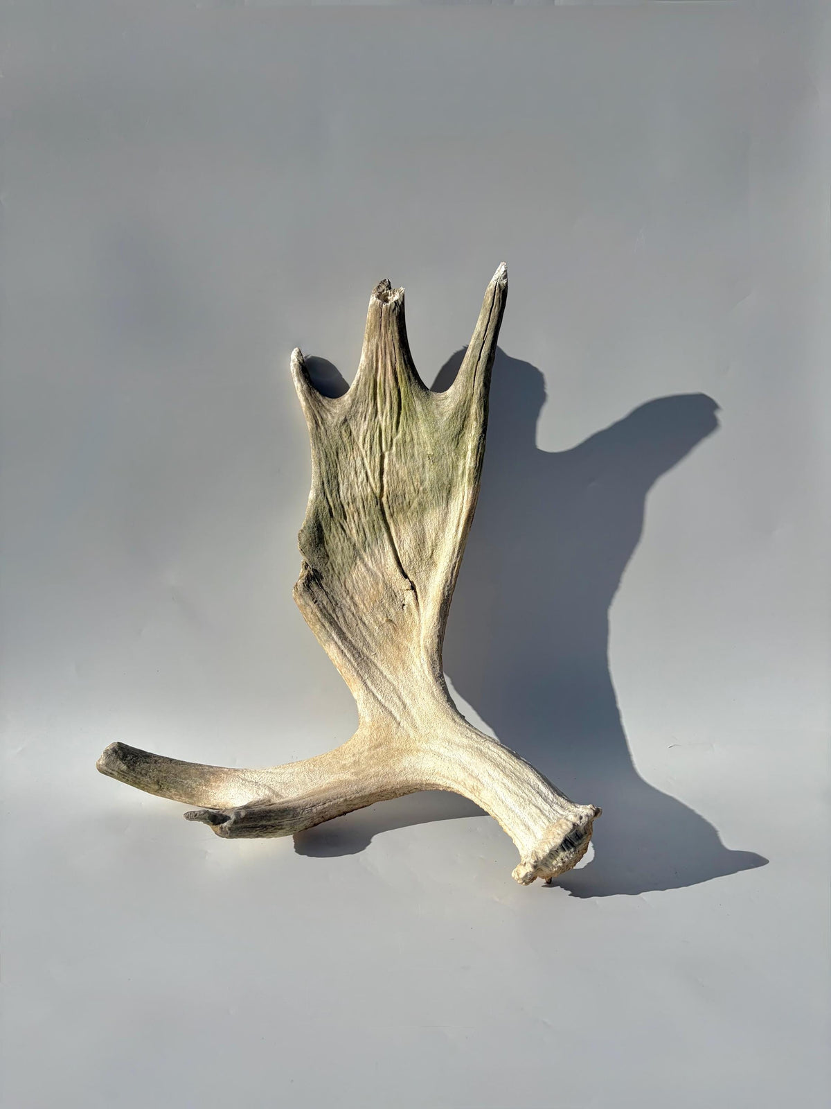 Older Moose Antler. For crafting, decor and more