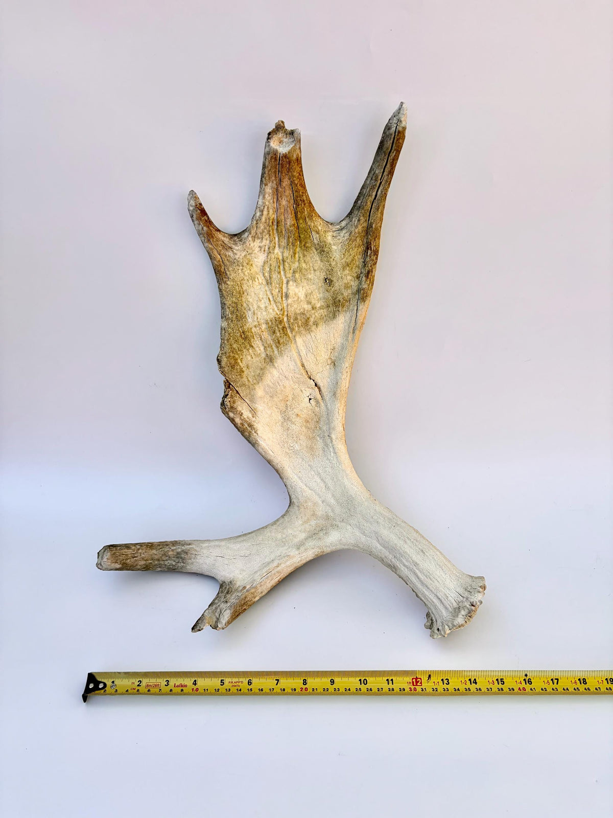 Older Moose Antler. For crafting, decor and more