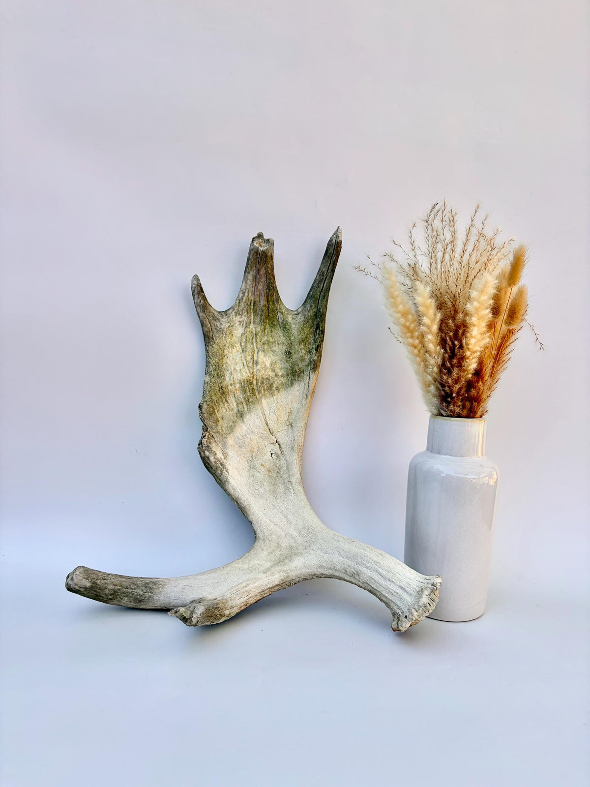 Older Moose Antler. For crafting, decor and more
