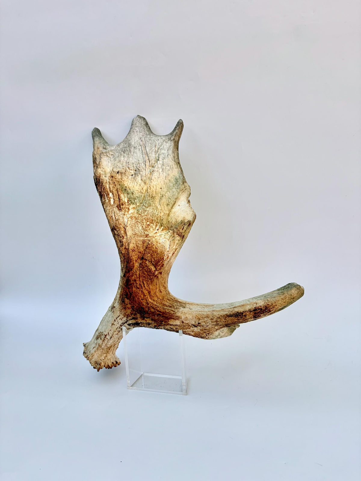 Older Moose Antler. For crafting, decor and more