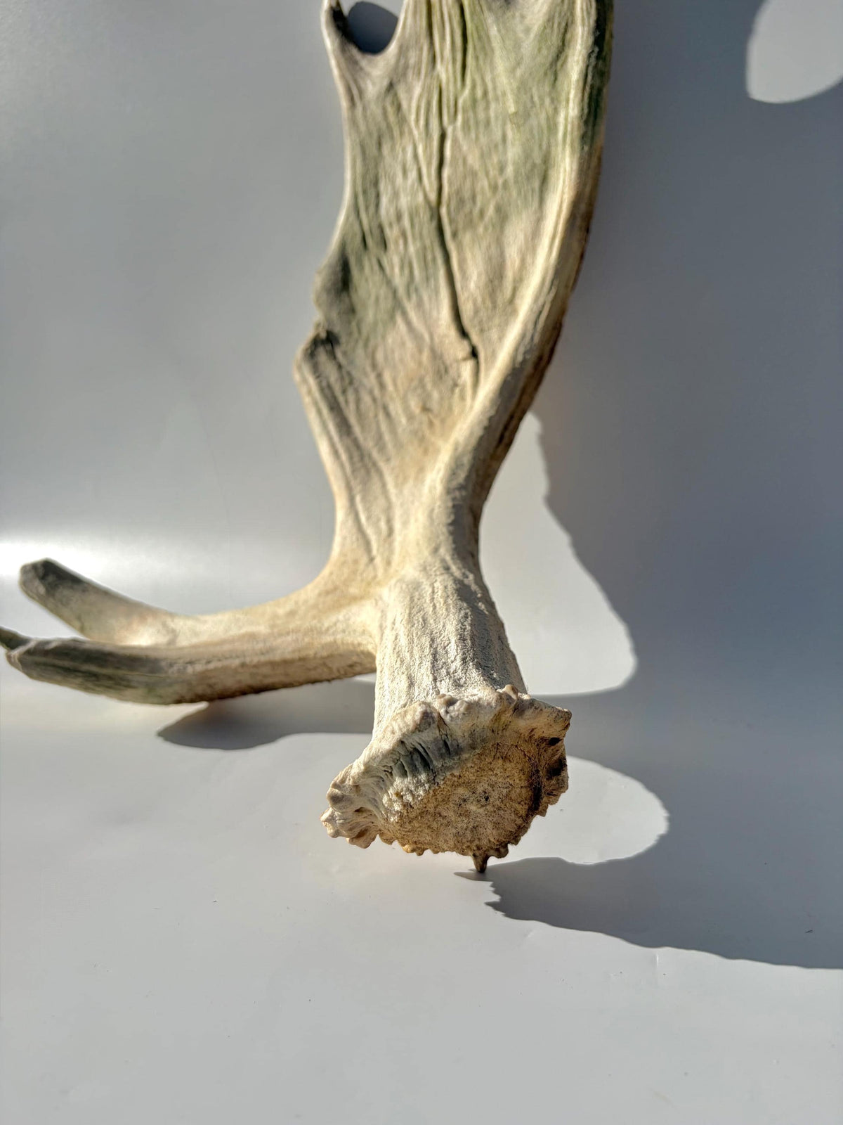 Older Moose Antler. For crafting, decor and more