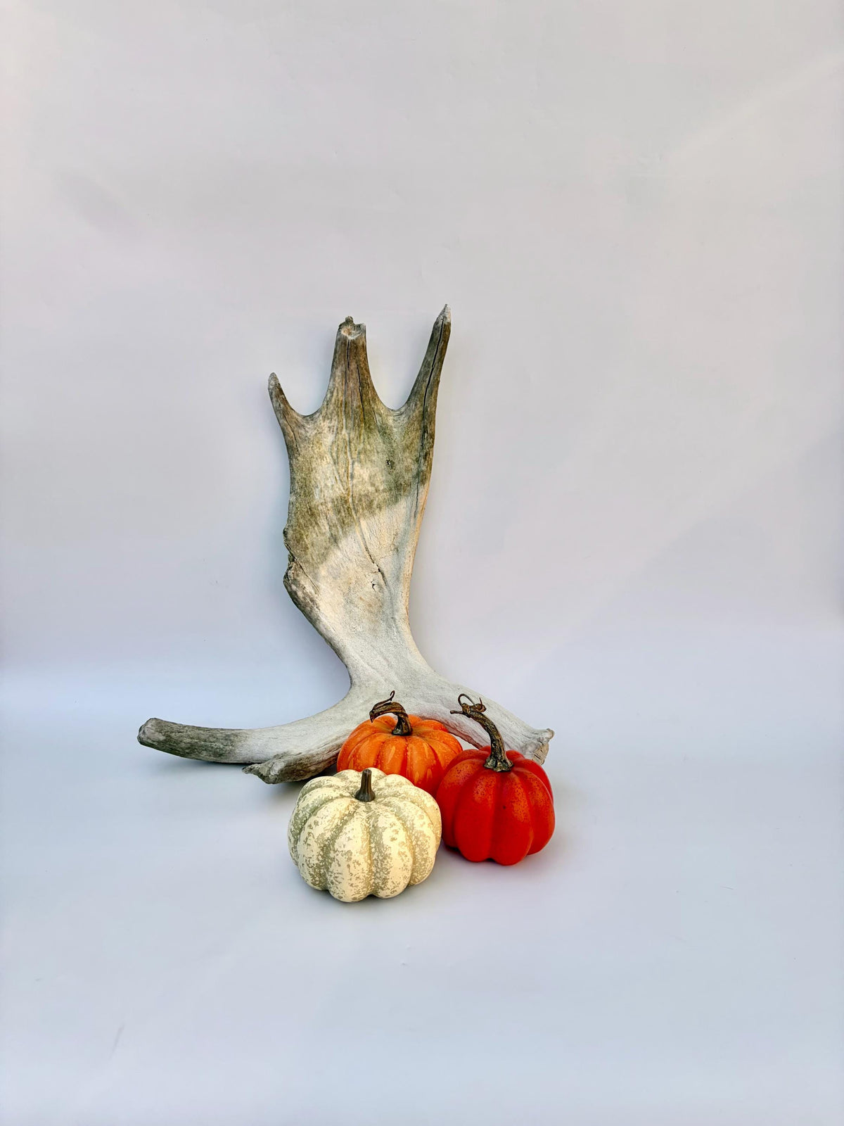 Older Moose Antler. For crafting, decor and more