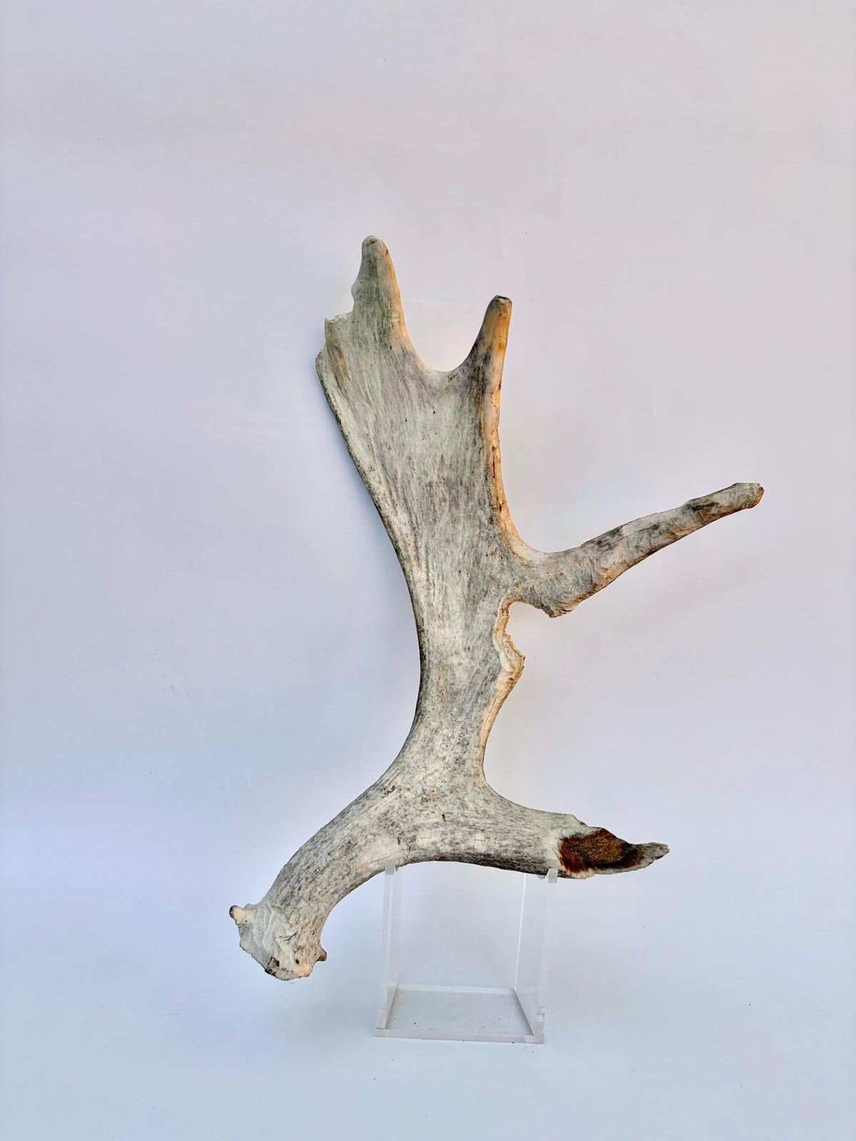 Heavily Chew-damaged Moose Antler. For crafting, decor and more