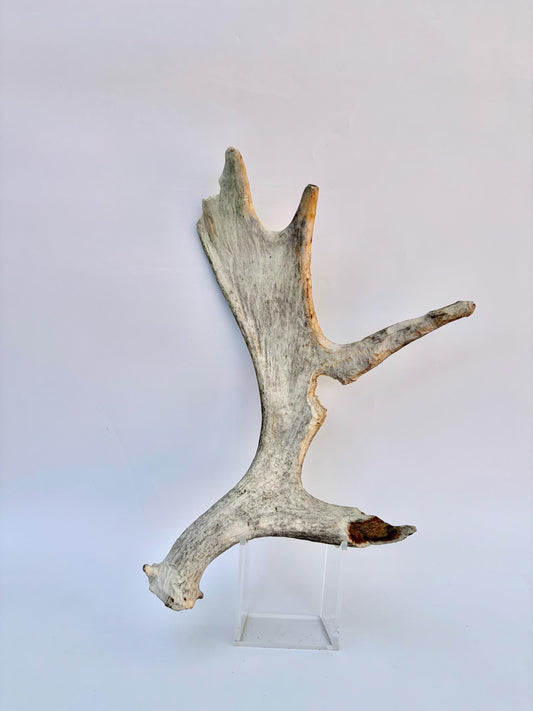Heavily Chew-damaged Moose Antler. For crafting, decor and more