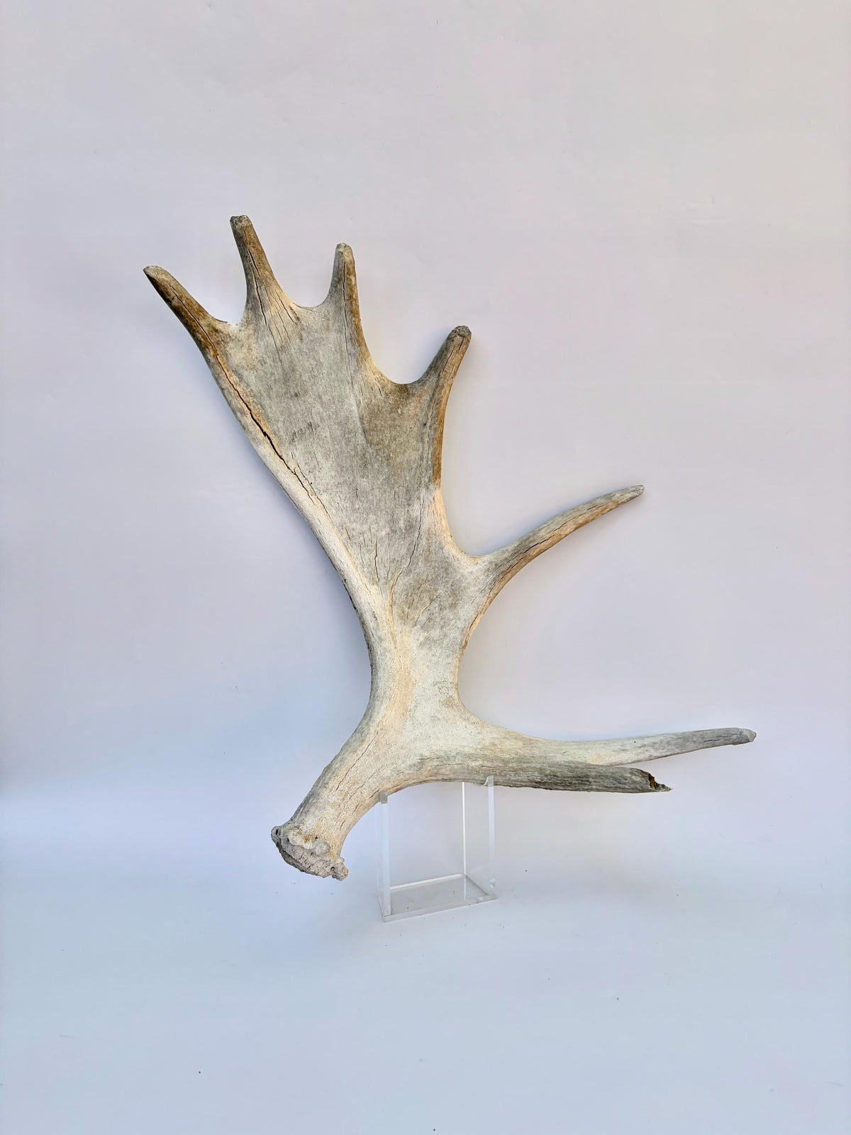 Bull Moose Antler. For crafting, decor and more