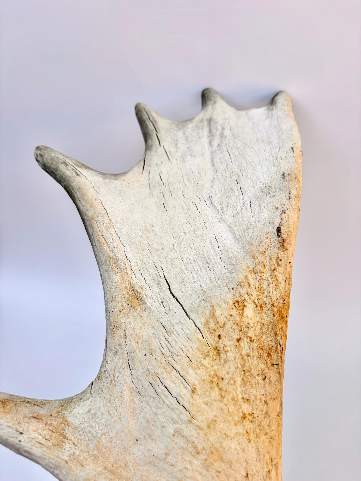 Bull Moose Antler. For crafting, decor and more