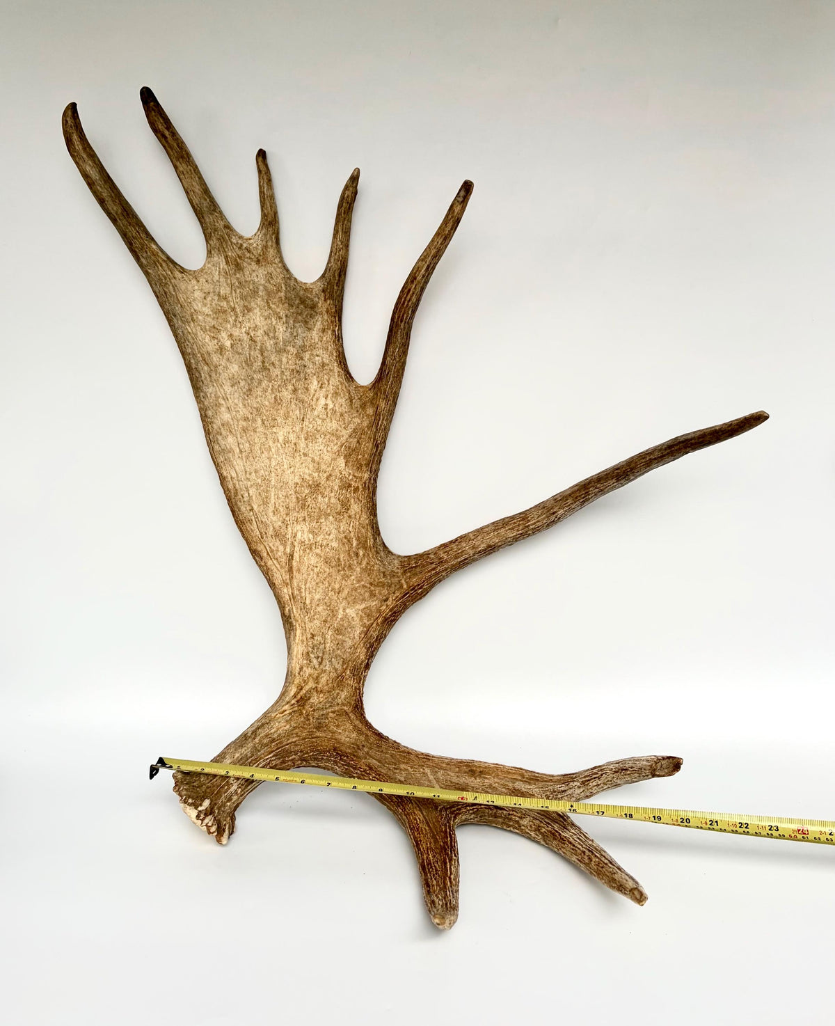Bull Moose Antler. Giant, Premium Moose Antler for Crafting, Decor and More!