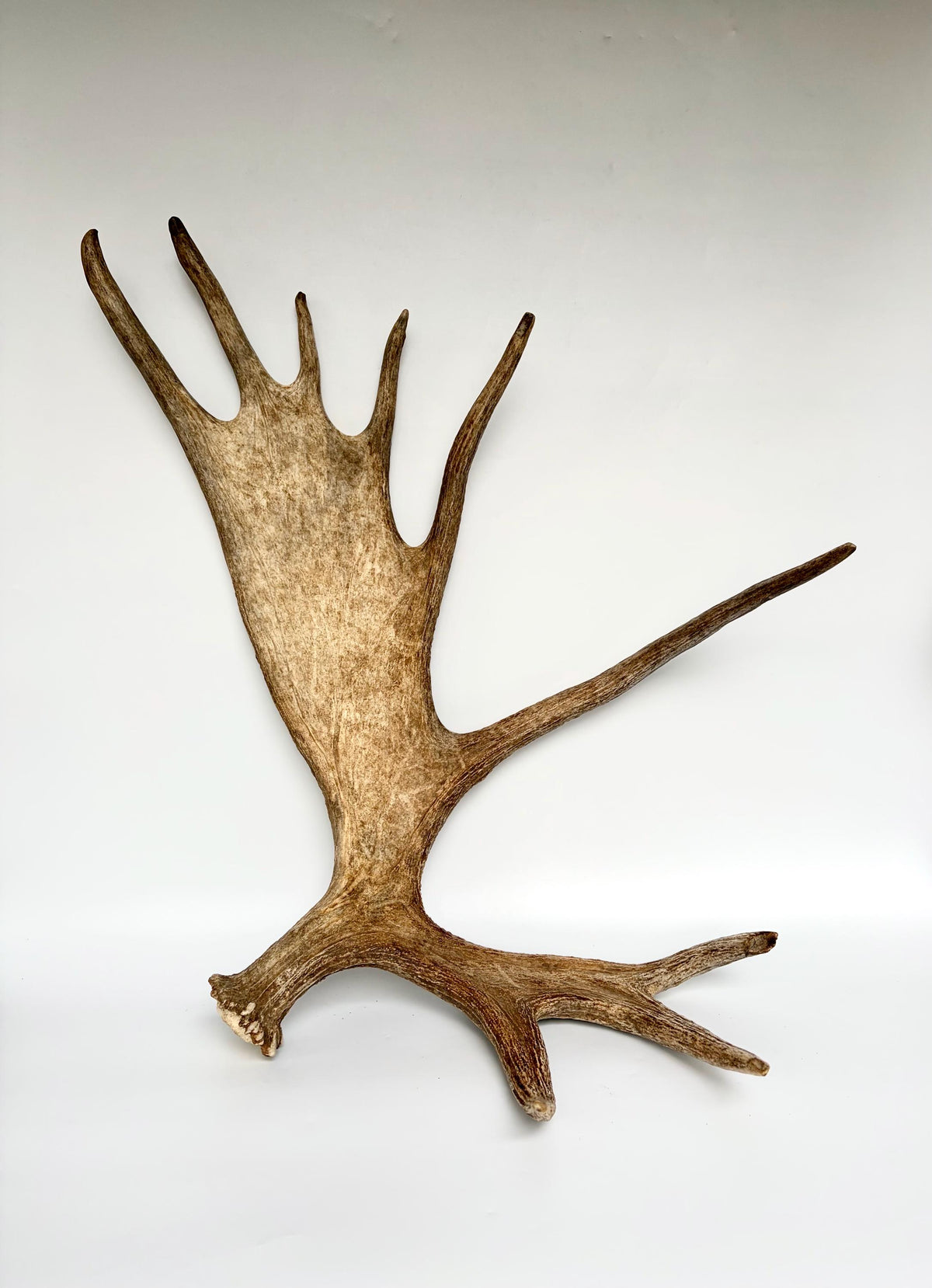 Bull Moose Antler. Giant, Premium Moose Antler for Crafting, Decor and More!