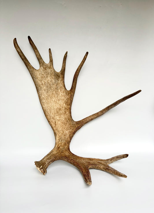 Bull Moose Antler. Giant, Premium Moose Antler for Crafting, Decor and More!