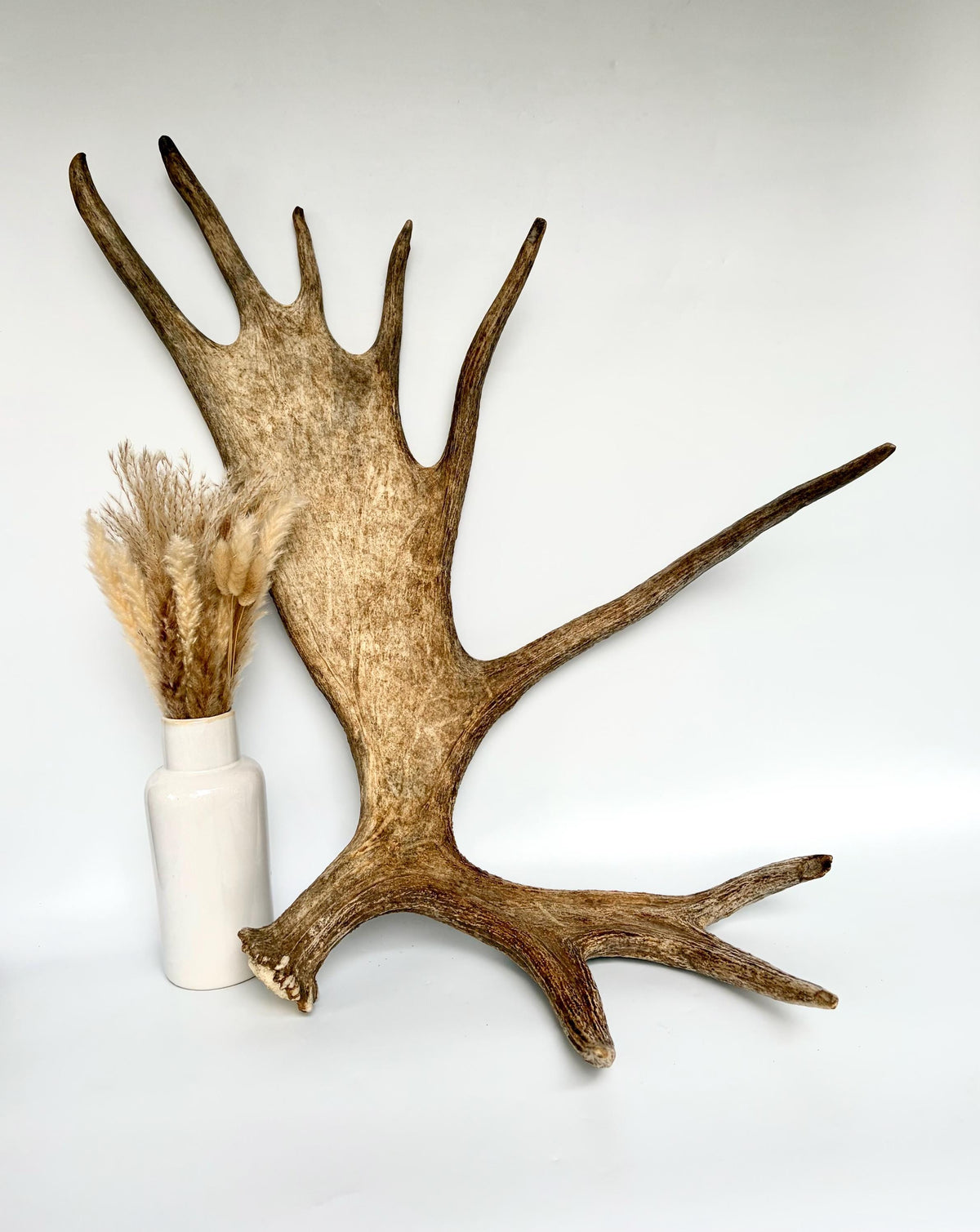 Bull Moose Antler. Giant, Premium Moose Antler for Crafting, Decor and More!