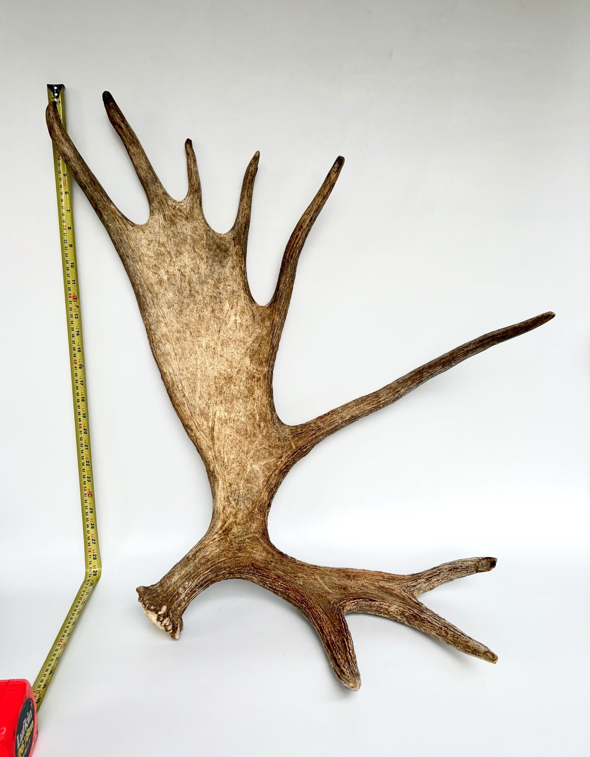 Bull Moose Antler. Giant, Premium Moose Antler for Crafting, Decor and More!