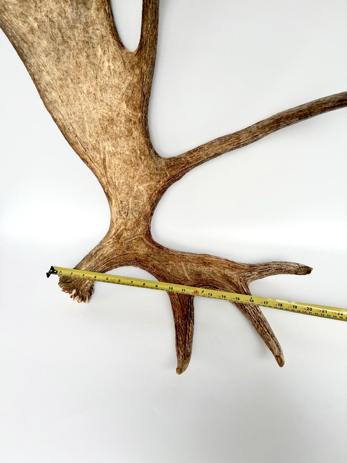 Bull Moose Antler. Giant, Premium Moose Antler for Crafting, Decor and More!