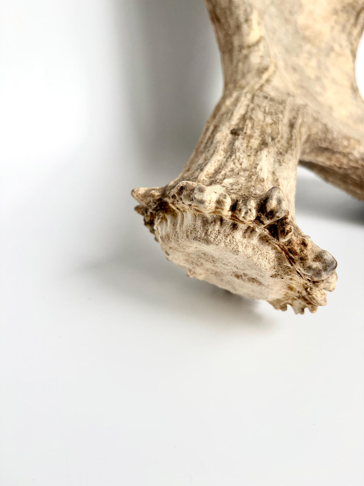 Bull Moose Antler. Giant, Premium Moose Antler for Crafting, Decor and More!