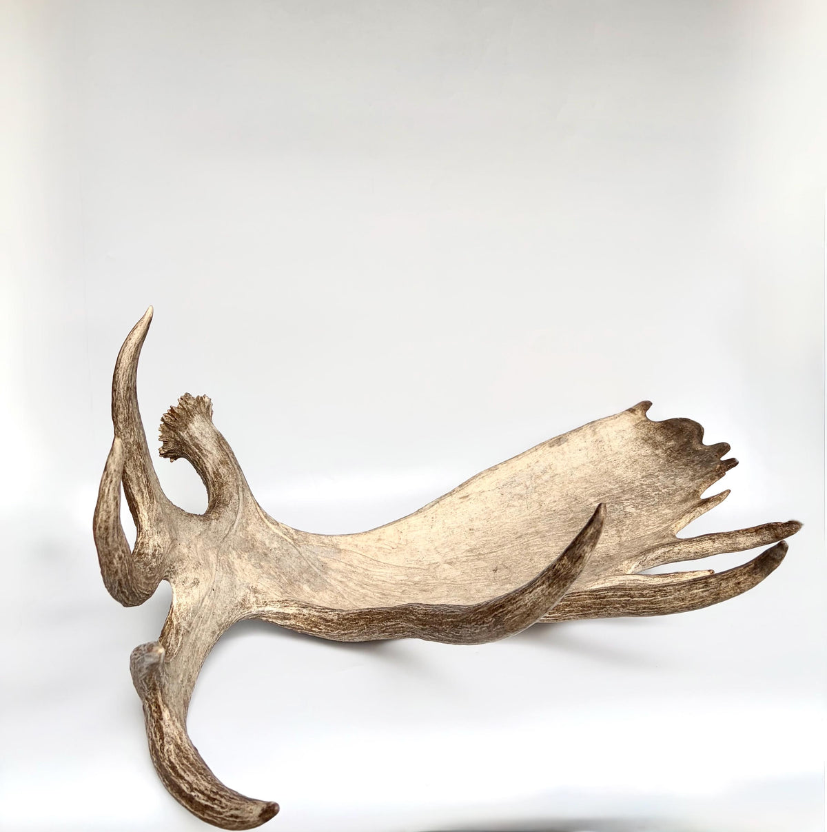 Bull Moose Antler. Giant, Premium Moose Antler for Crafting, Decor and More!