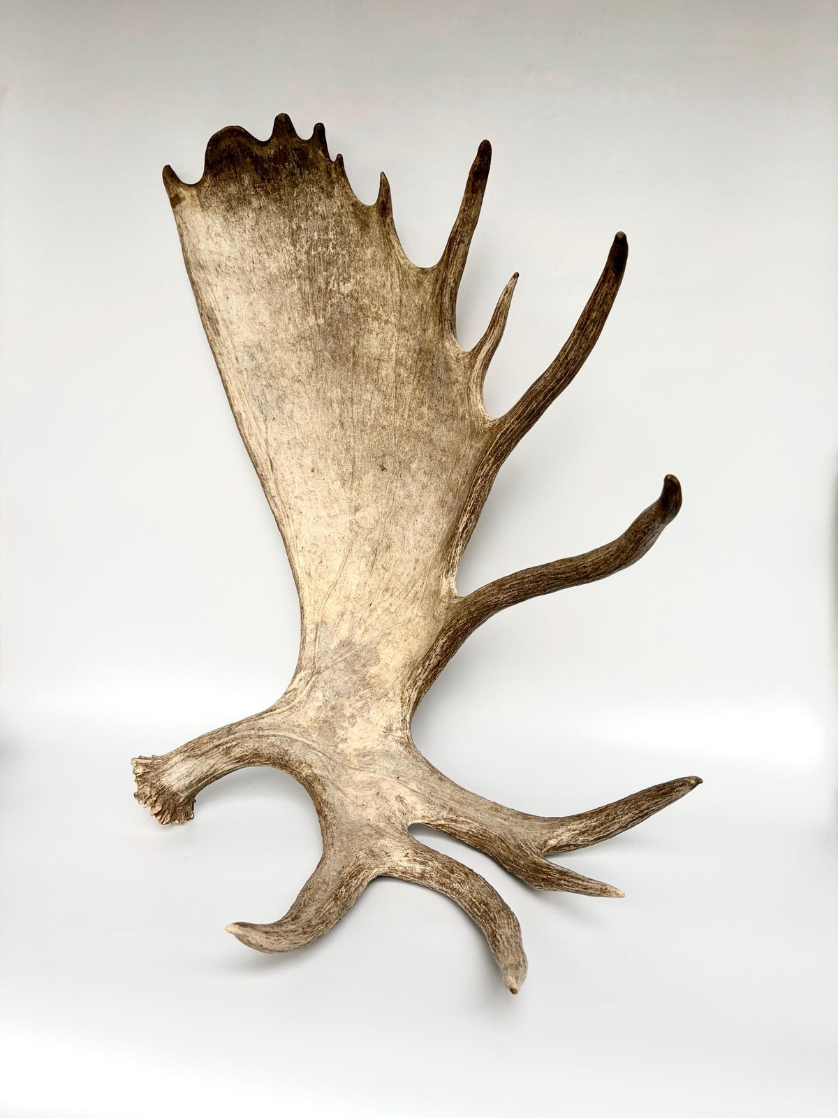 Bull Moose Antler. Giant, Premium Moose Antler for Crafting, Decor and More!