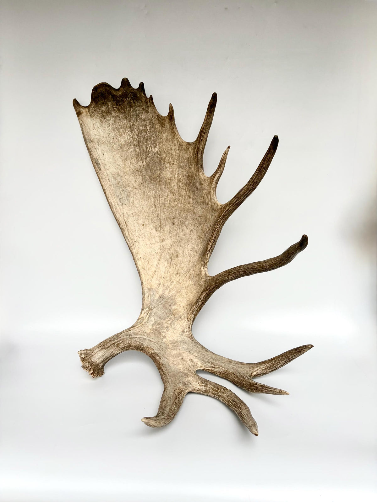 Bull Moose Antler. Giant, Premium Moose Antler for Crafting, Decor and More!