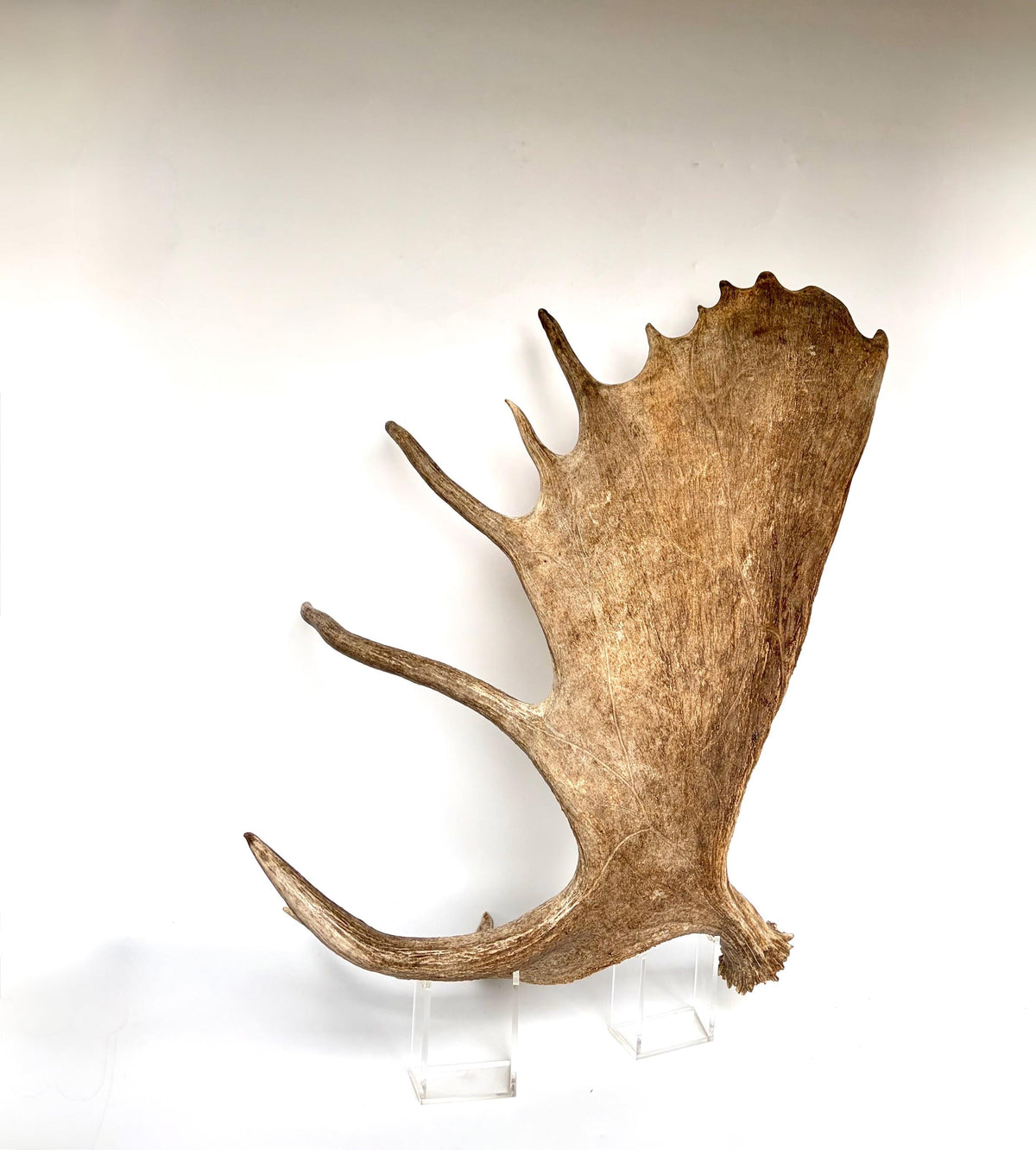 Bull Moose Antler. Giant, Premium Moose Antler for Crafting, Decor and More!