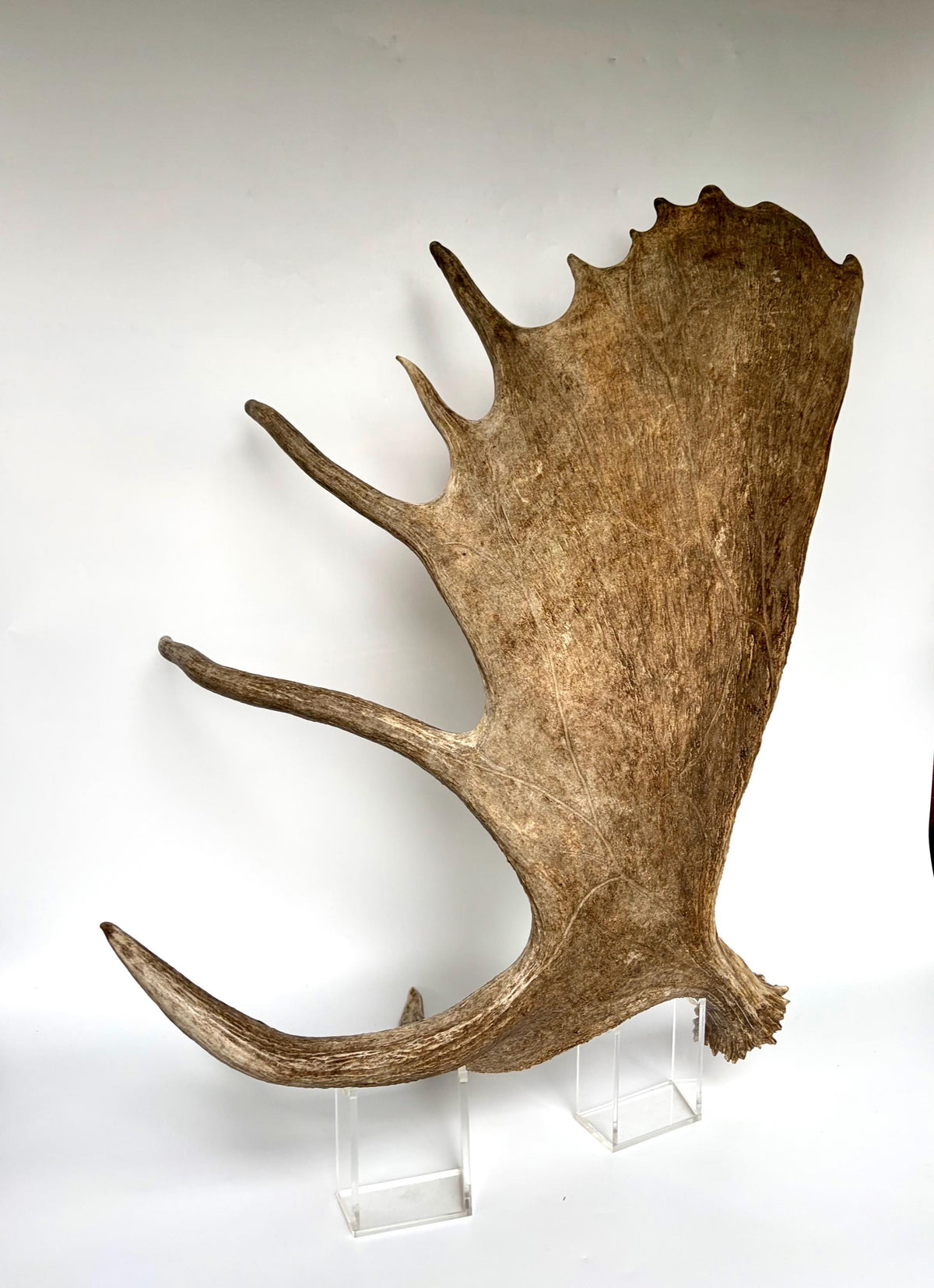 Bull Moose Antler. Giant, Premium Moose Antler for Crafting, Decor and More!