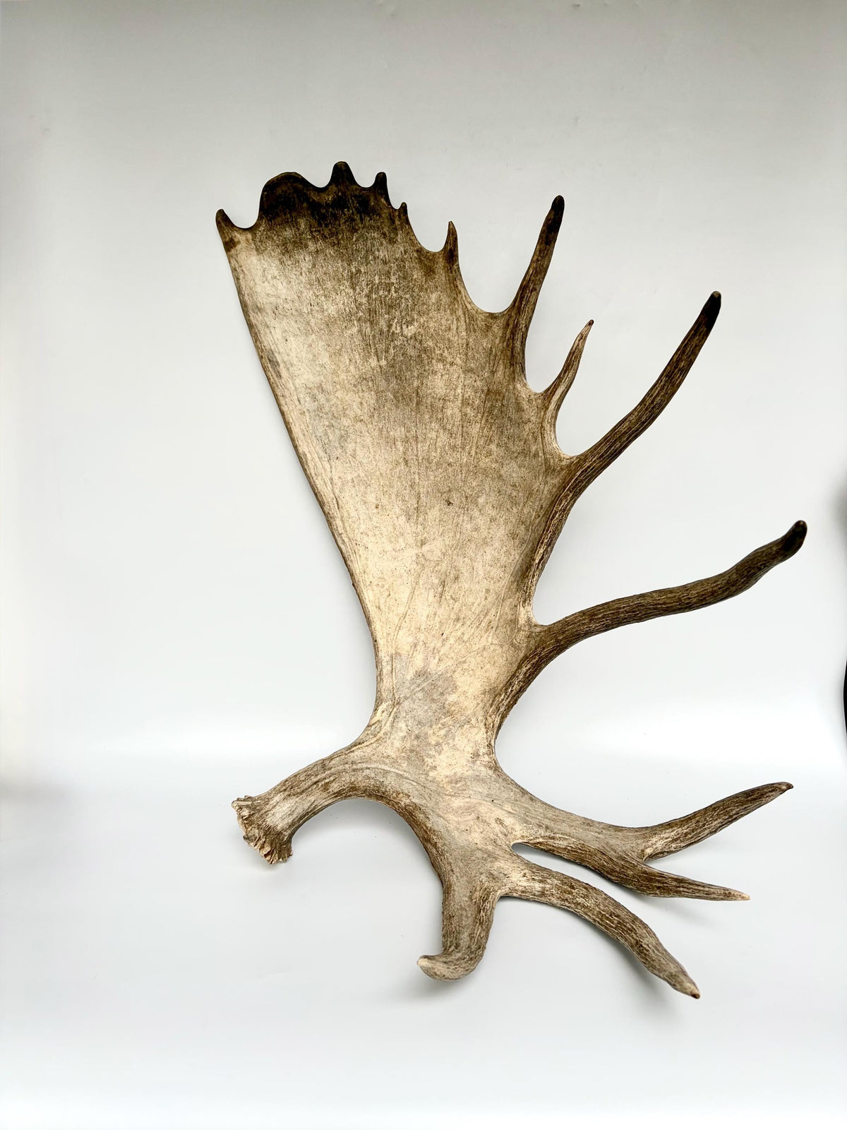Bull Moose Antler. Giant, Premium Moose Antler for Crafting, Decor and More!