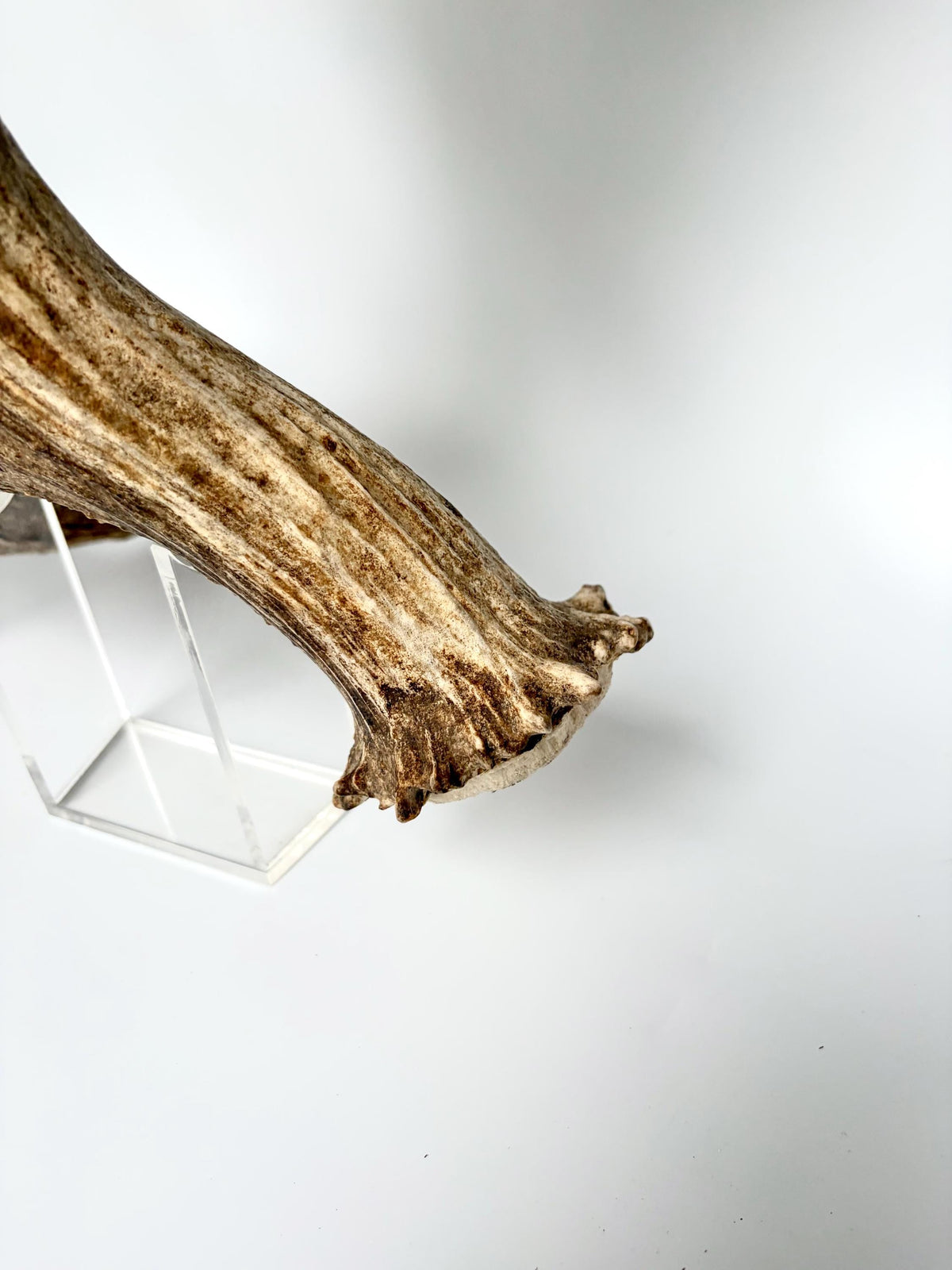 Bull Moose Antler. Giant, Premium Moose Antler for Crafting, Decor and More!