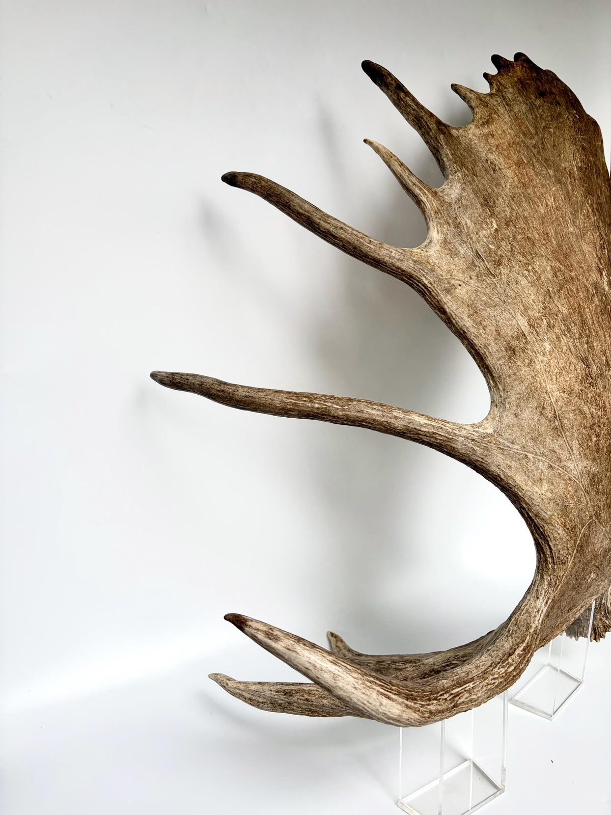 Bull Moose Antler. Giant, Premium Moose Antler for Crafting, Decor and More!