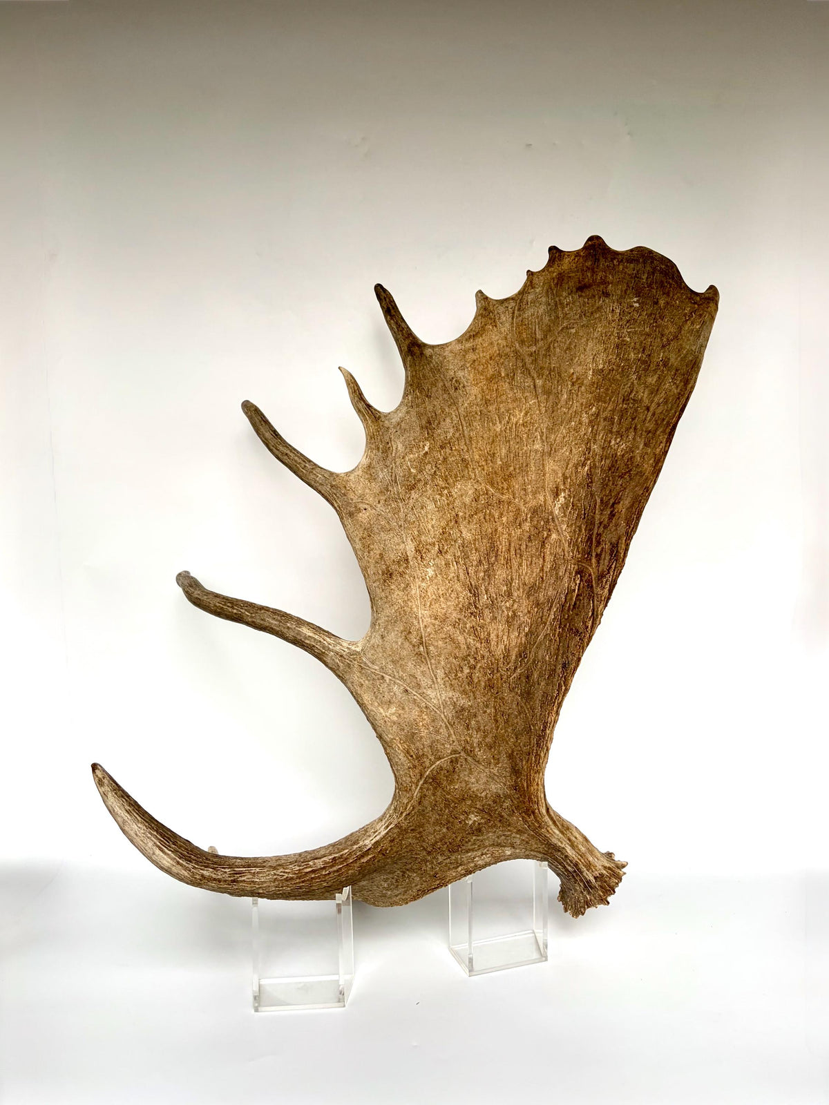 Bull Moose Antler. Giant, Premium Moose Antler for Crafting, Decor and More!
