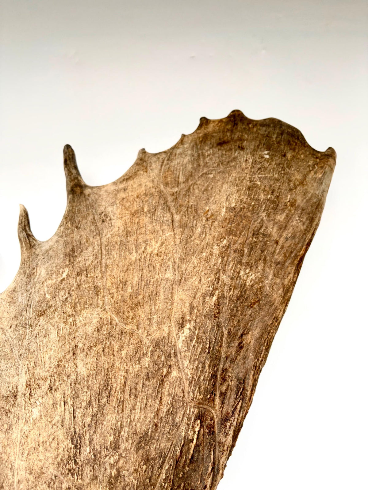Bull Moose Antler. Giant, Premium Moose Antler for Crafting, Decor and More!