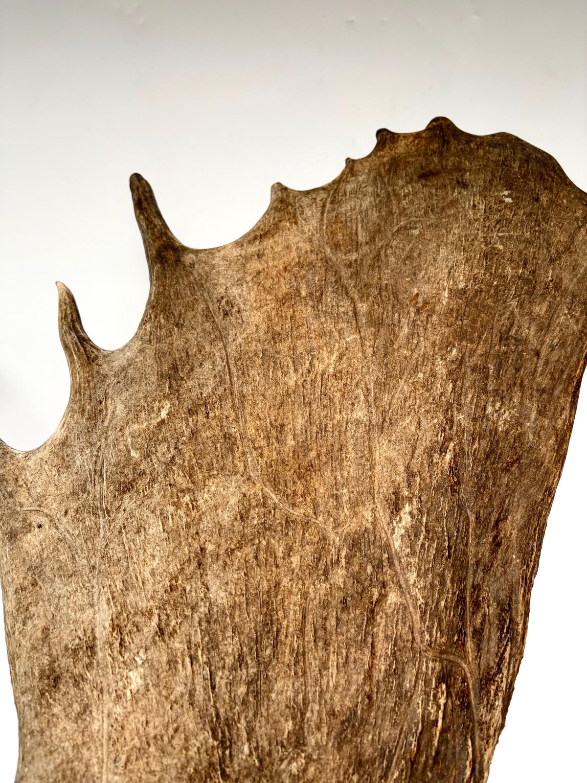 Bull Moose Antler. Giant, Premium Moose Antler for Crafting, Decor and More!