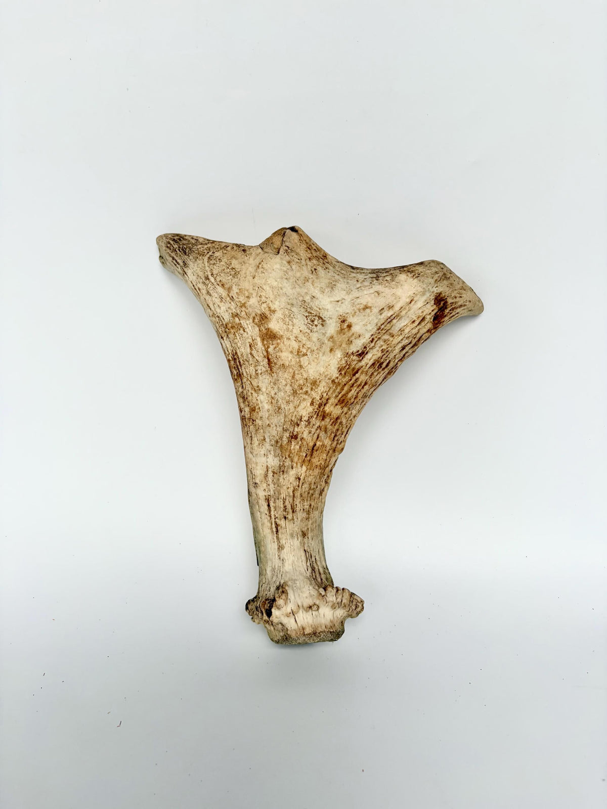 Little Moose Antler. Small, Older Antler for Crafting, Decor and More