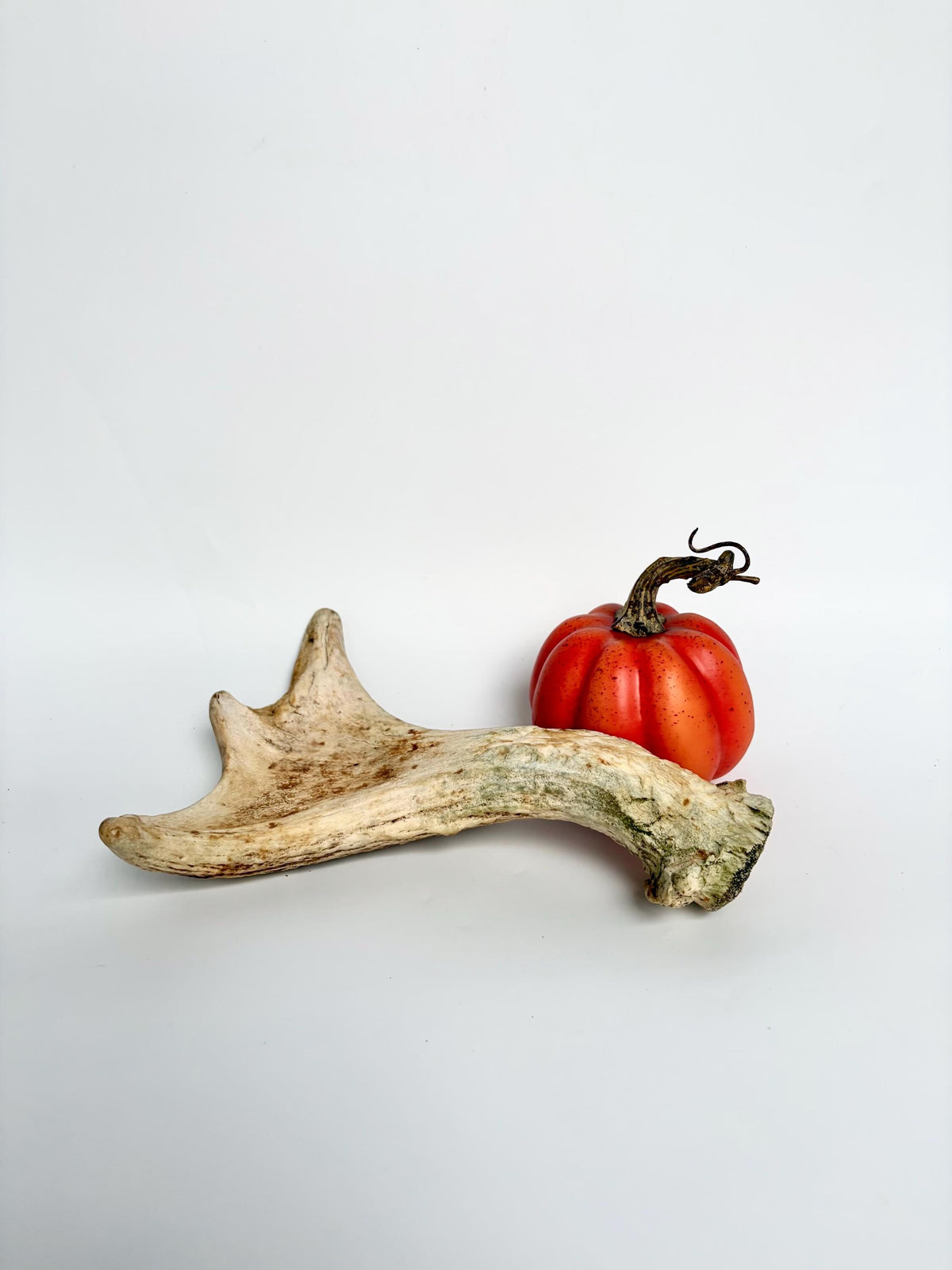 Little Moose Antler. Small, Older Antler for Crafting, Decor and More