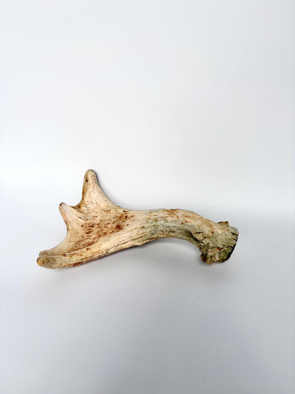 Little Moose Antler. Small, Older Antler for Crafting, Decor and More