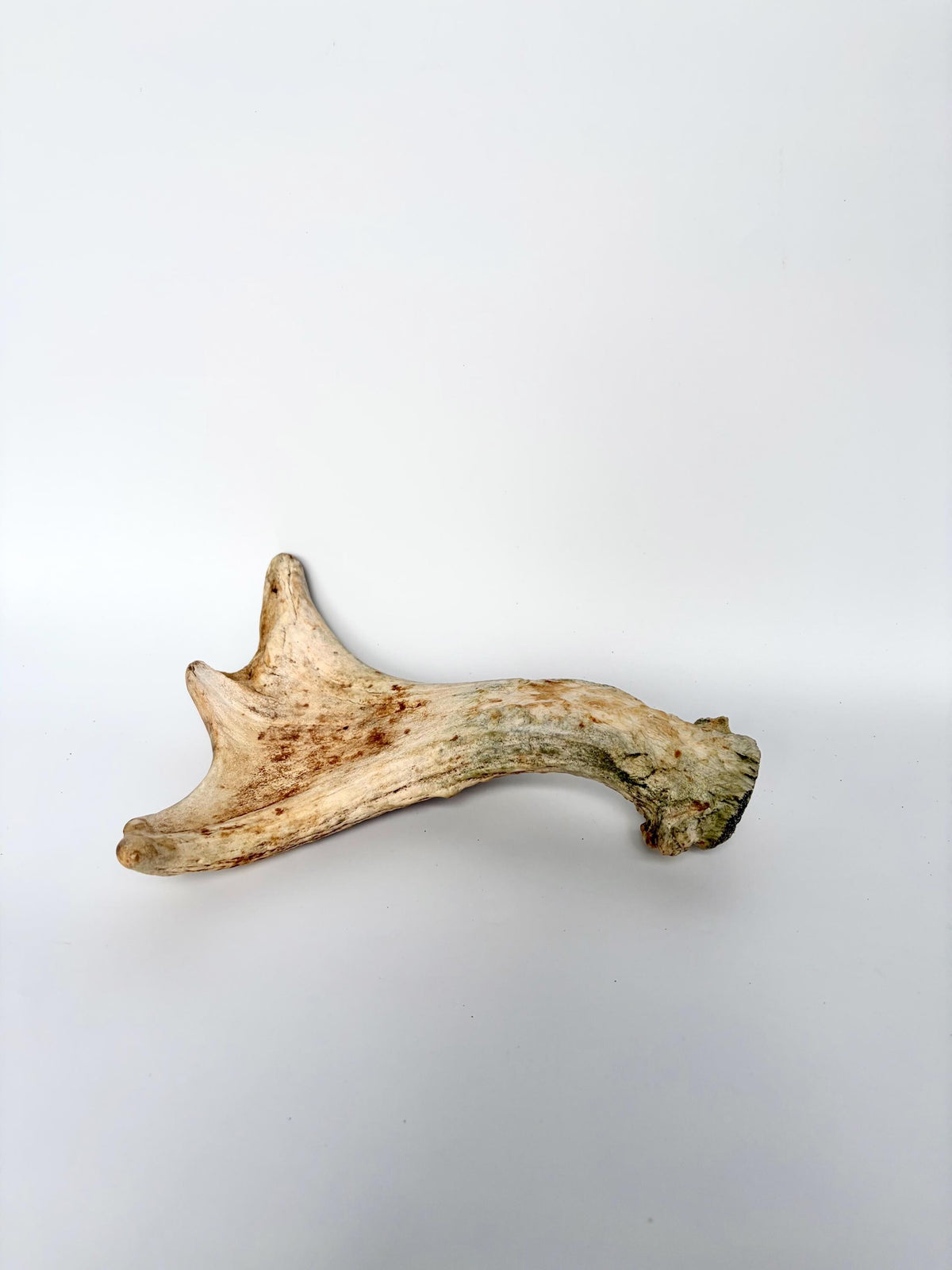 Little Moose Antler. Small, Older Antler for Crafting, Decor and More