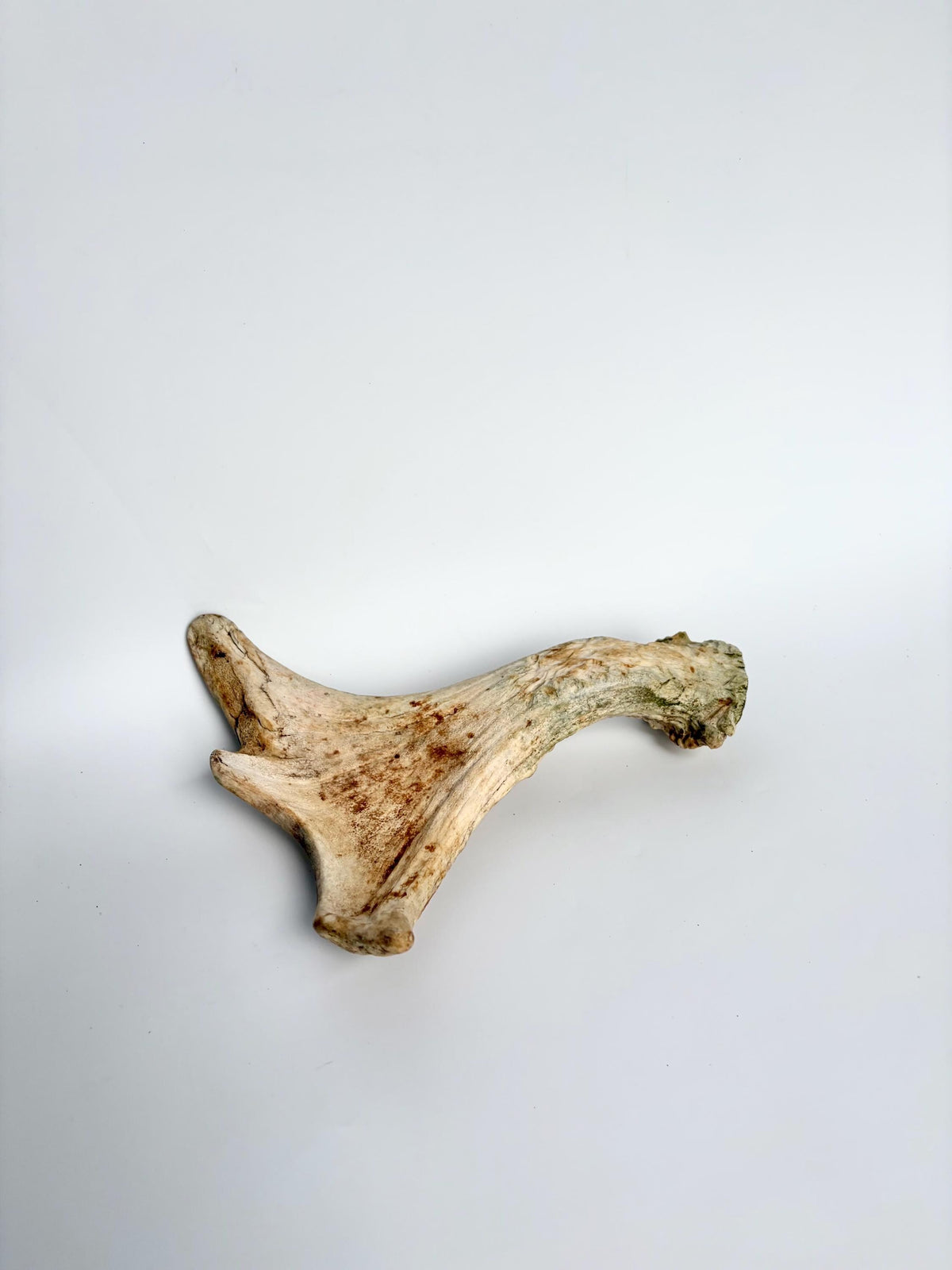 Little Moose Antler. Small, Older Antler for Crafting, Decor and More