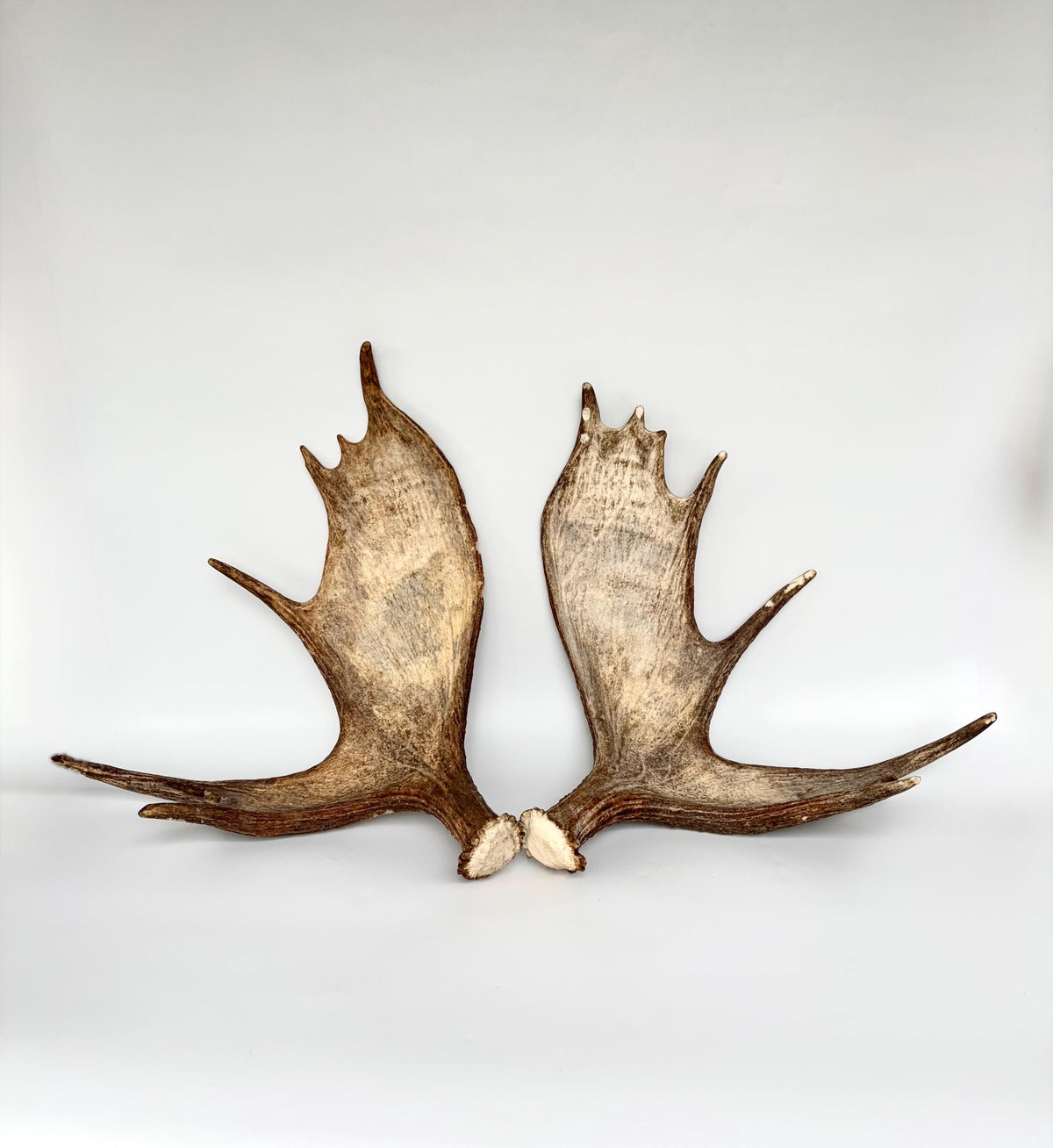 Moose Antler Matched Pair, Super Fresh, Dark-Colored Moose “Paddles” For Crafting, Decor and More