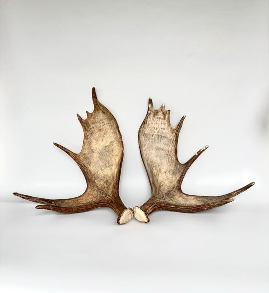 Moose Antler Matched Pair, Super Fresh, Dark-Colored Moose “Paddles” For Crafting, Decor and More