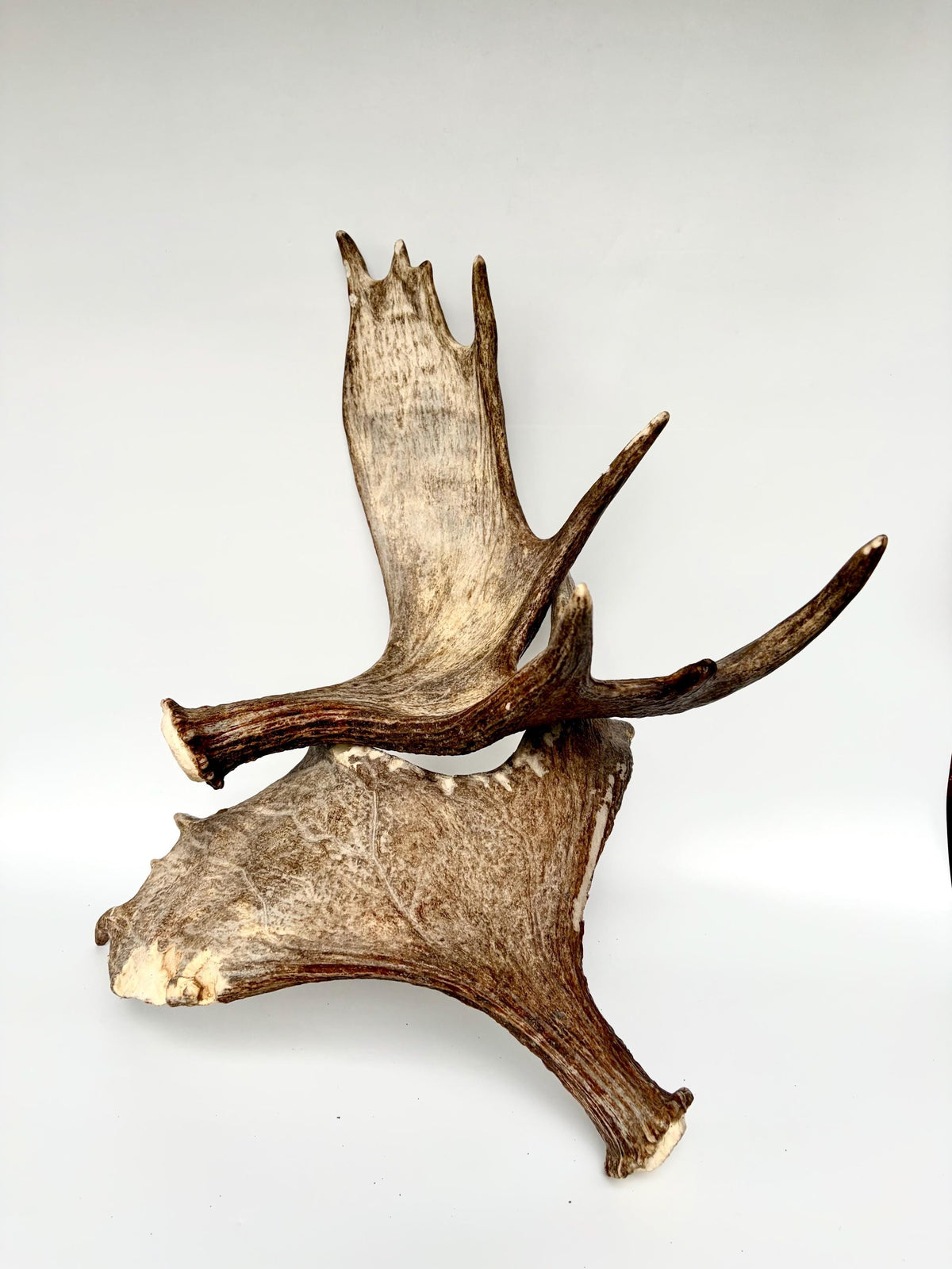 Moose Antler Matched Pair, Super Fresh, Dark-Colored Moose “Paddles” For Crafting, Decor and More