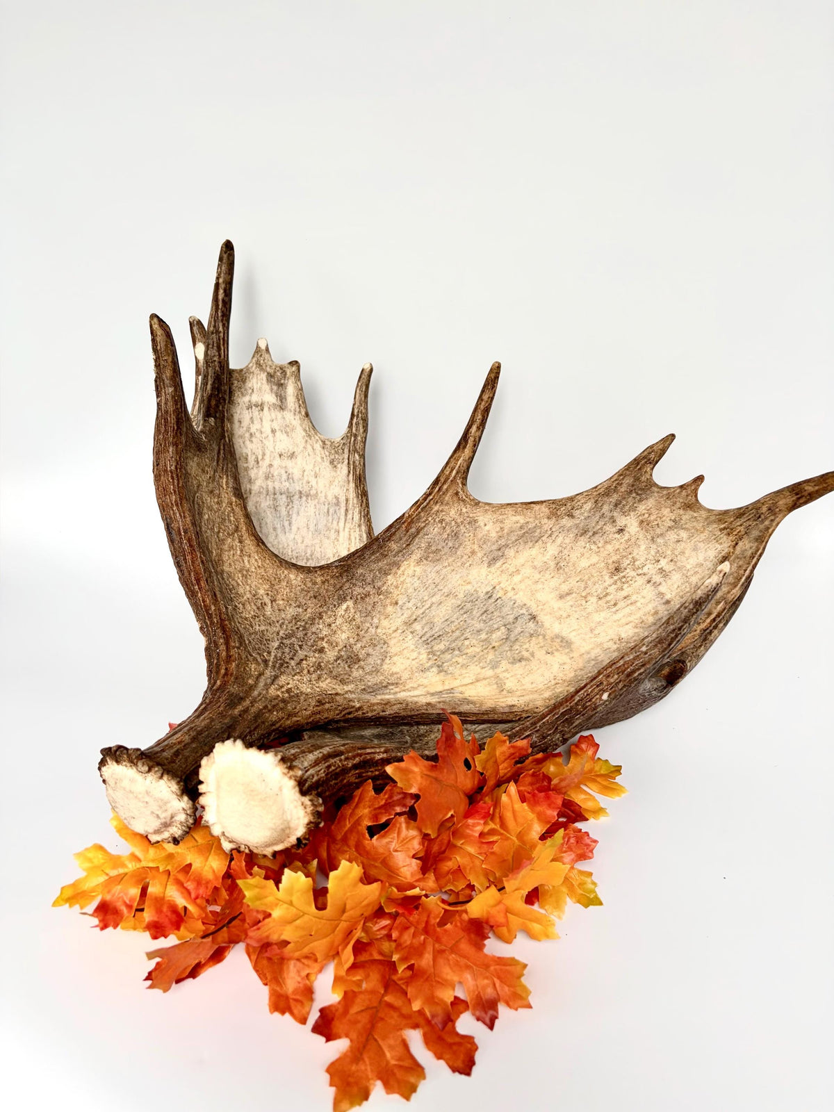 Moose Antler Matched Pair, Super Fresh, Dark-Colored Moose “Paddles” For Crafting, Decor and More