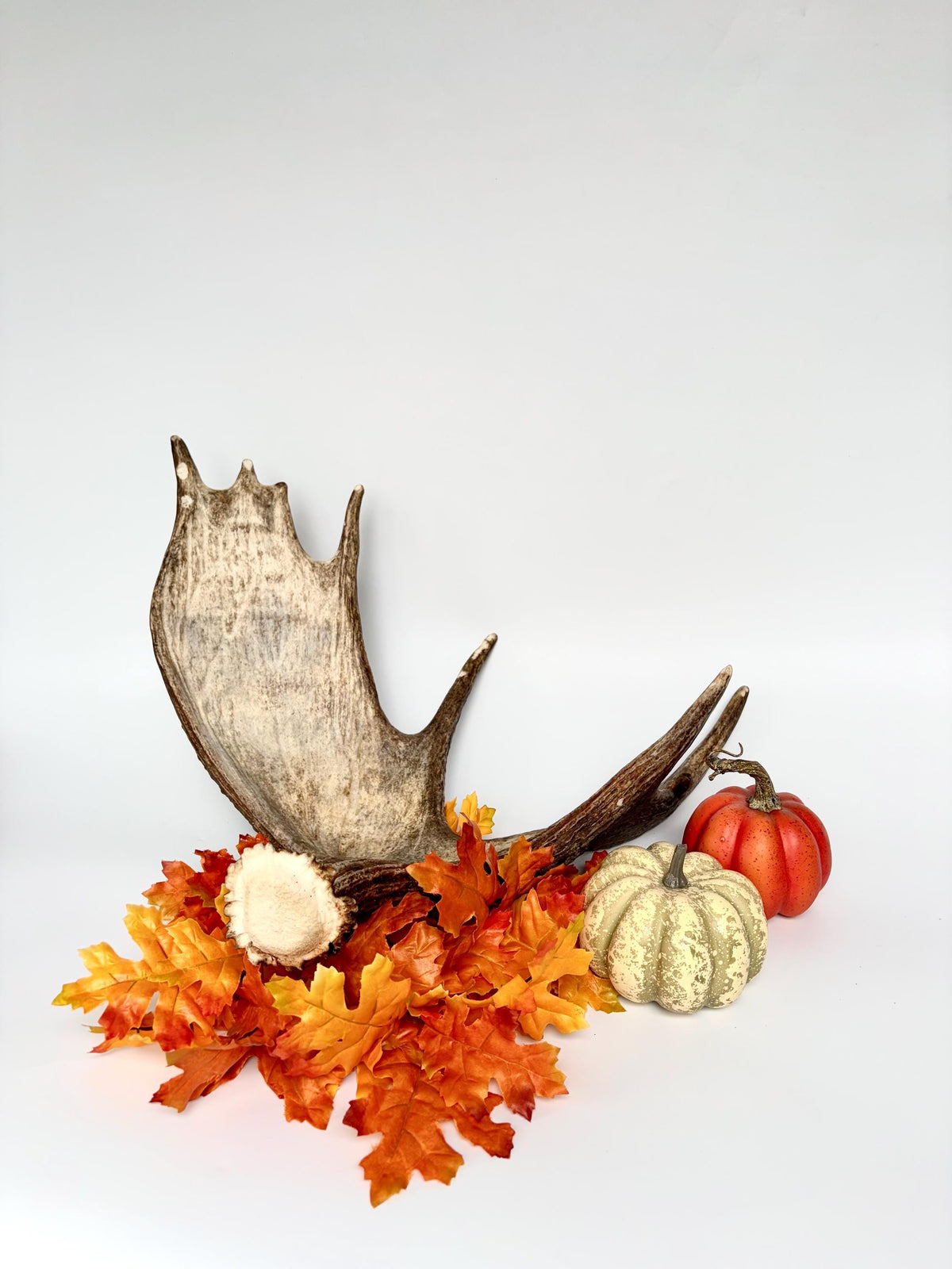 Moose Antler Matched Pair, Super Fresh, Dark-Colored Moose “Paddles” For Crafting, Decor and More
