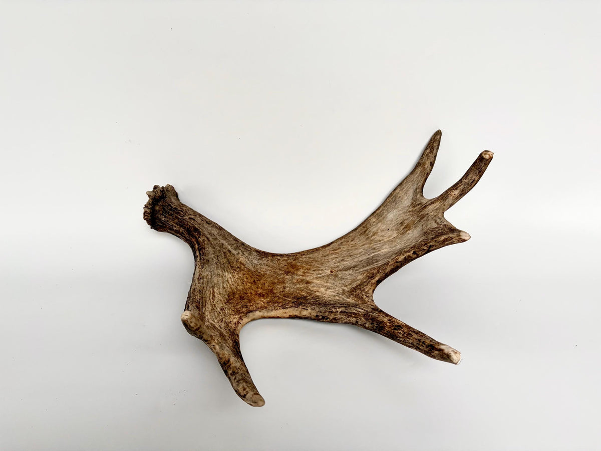 Bull Moose Antler. Fresh, Dark-Colored Moose “Paddle” For Crafting, Decor and More