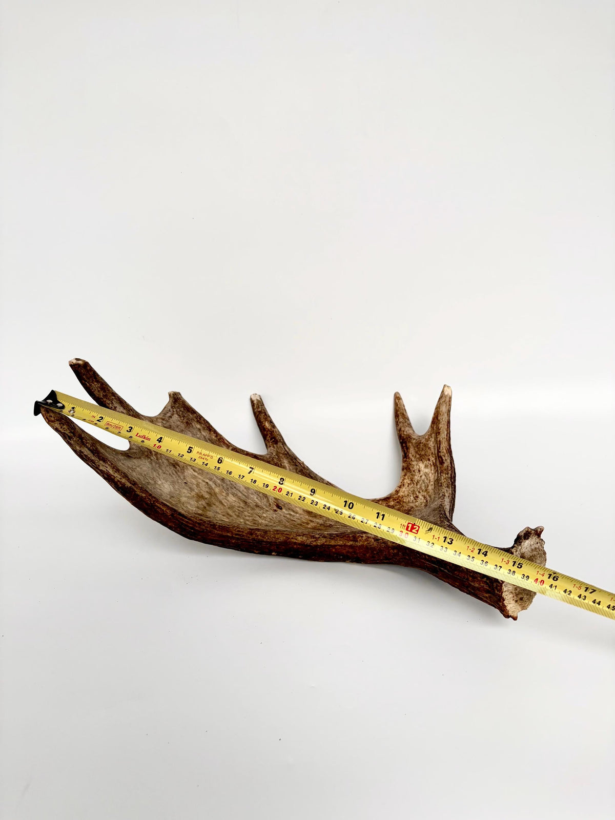 Bull Moose Antler. Fresh, Dark-Colored Moose “Paddle” For Crafting, Decor and More