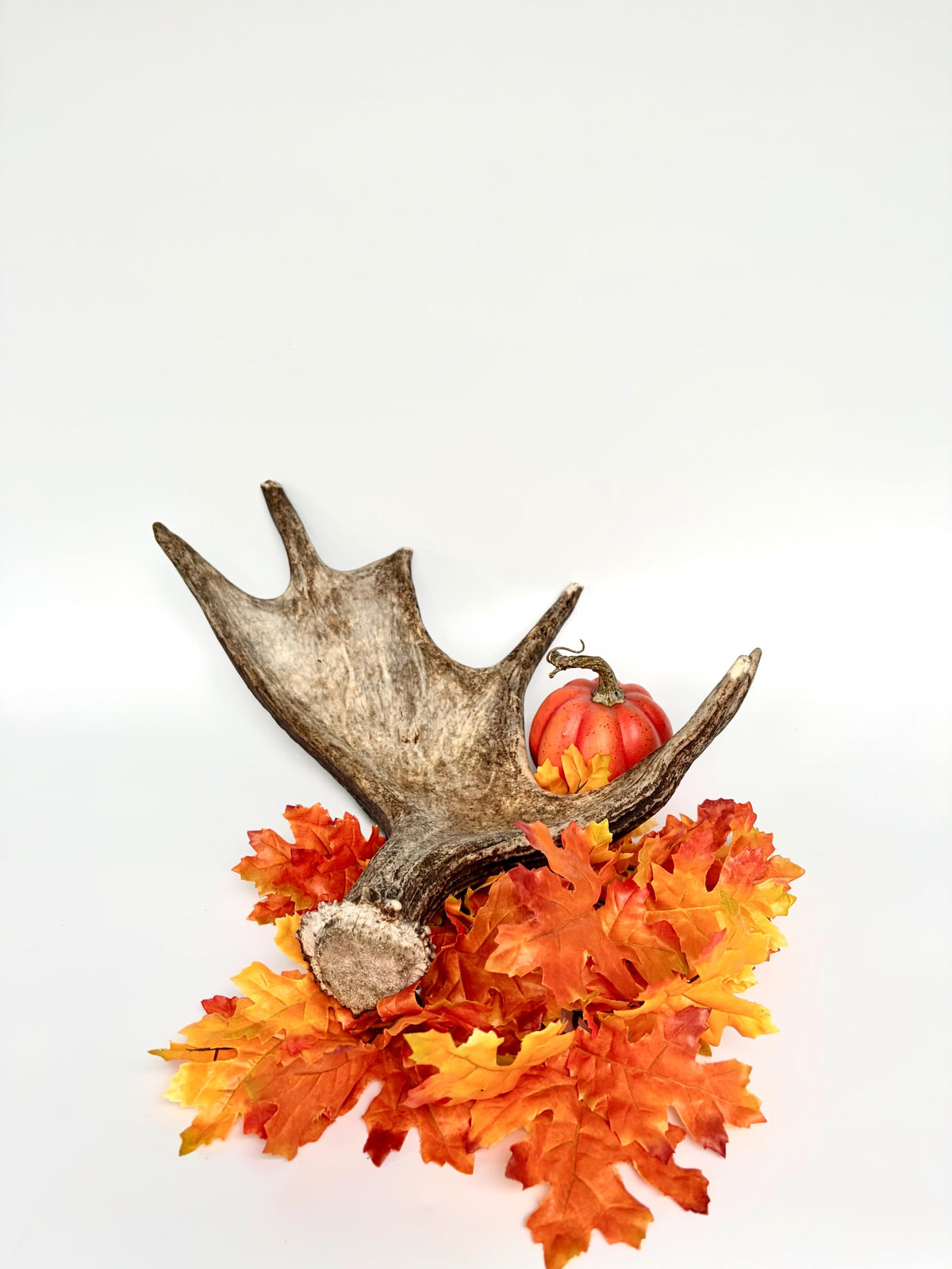 Bull Moose Antler. Fresh, Dark-Colored Moose “Paddle” For Crafting, Decor and More