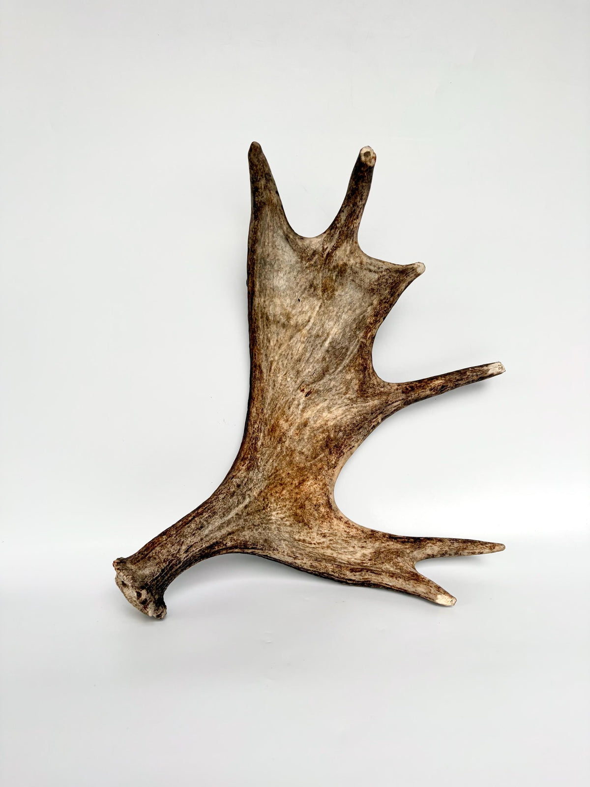 Bull Moose Antler. Fresh, Dark-Colored Moose “Paddle” For Crafting, Decor and More