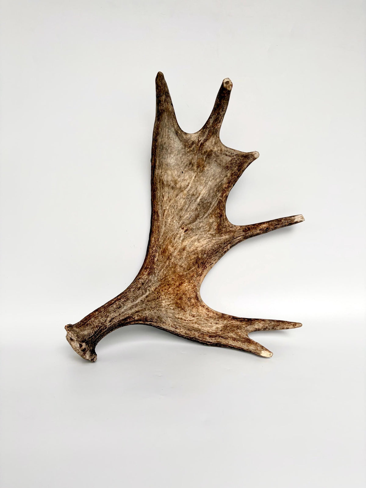 Bull Moose Antler. Fresh, Dark-Colored Moose “Paddle” For Crafting, Decor and More