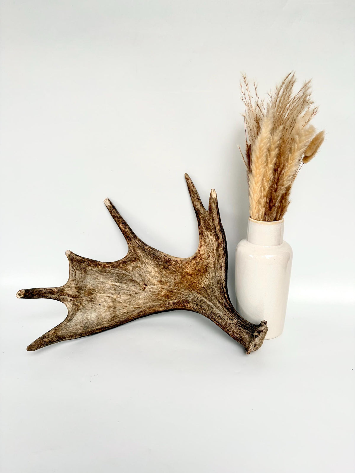 Bull Moose Antler. Fresh, Dark-Colored Moose “Paddle” For Crafting, Decor and More